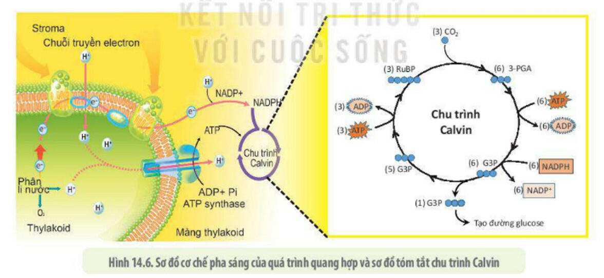 Sách mới Lý thuyết Sinh học 10 Bài 14 Kết nối tri thức: Phân giải và tổng hợp các chất trong tế bào