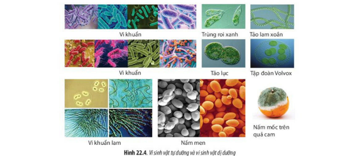 Sách mới Lý thuyết Sinh học 10 Bài 17 Cánh diều: Vi sinh vật và các phương pháp nghiên cứu vi sinh vật