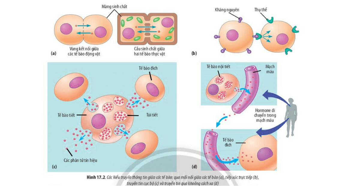 Sách mới Lý thuyết Sinh học 10 Bài 17 Chân trời sáng tạo: Thông tin giữa các tế bào