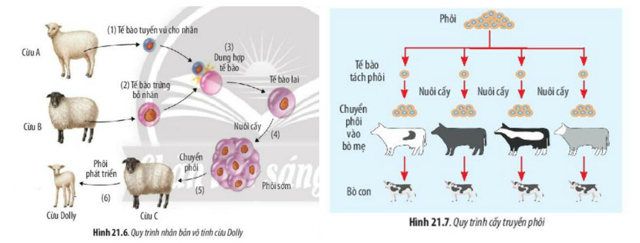 Sách mới Lý thuyết Sinh học 10 Bài 21 Chân trời sáng tạo: Công nghệ tế bào