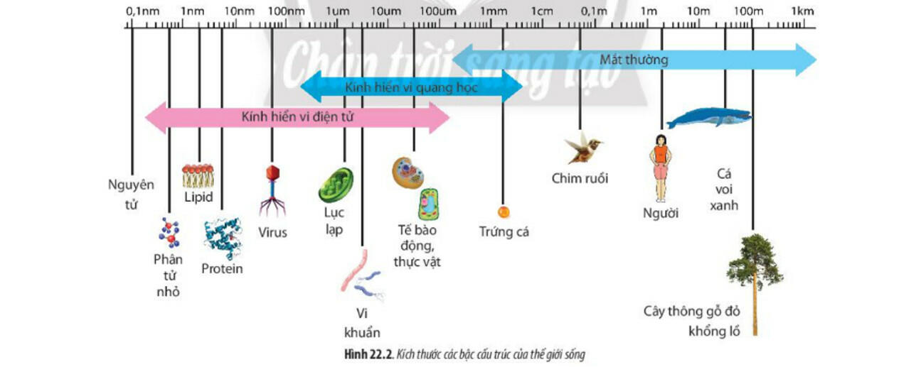 Sách mới Lý thuyết Sinh học 10 Bài 22 Chân trời sáng tạo: Khái quát về sinh vật