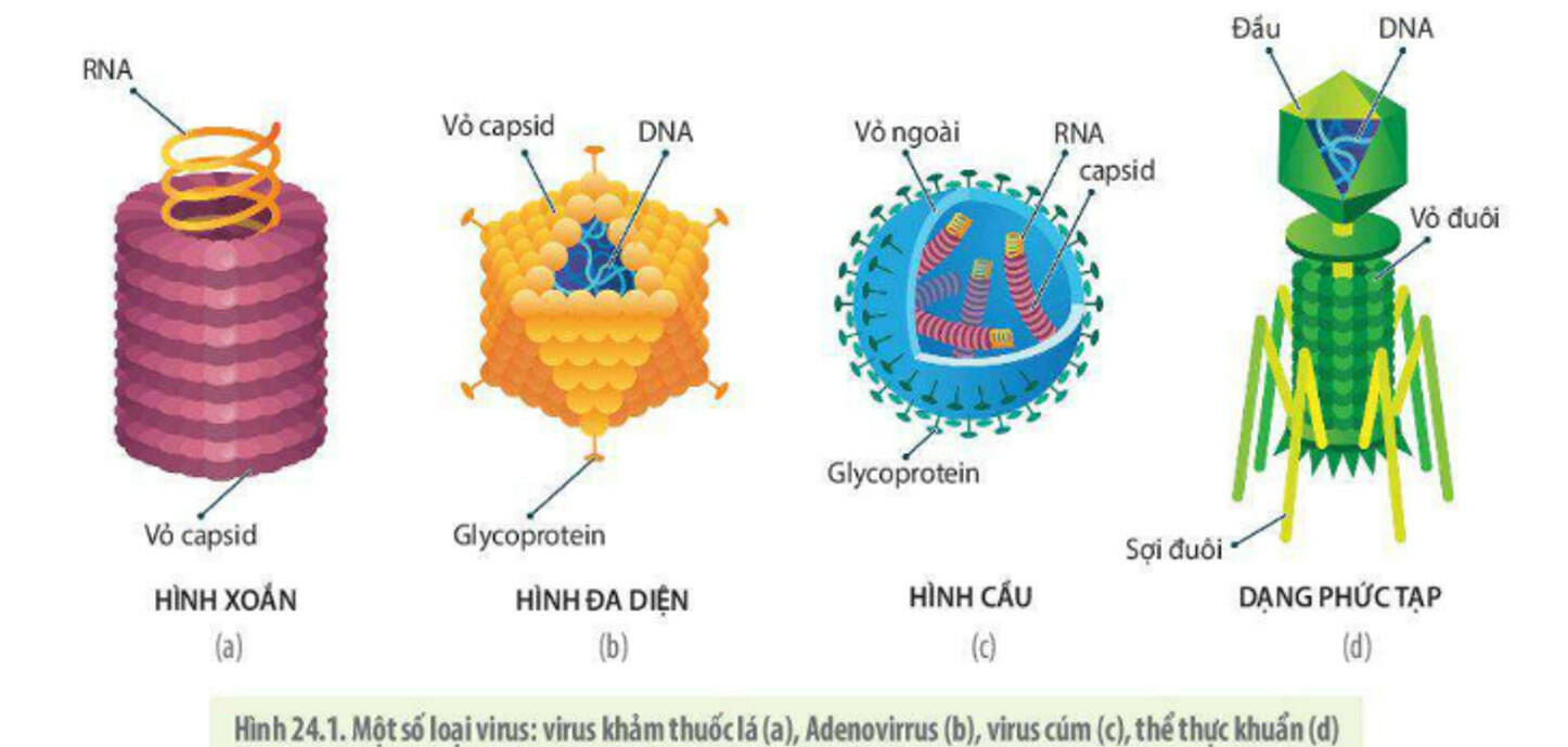 Sách mới Lý thuyết Sinh học 10 Bài 24 Kết nối tri thức: Khái quát về virus