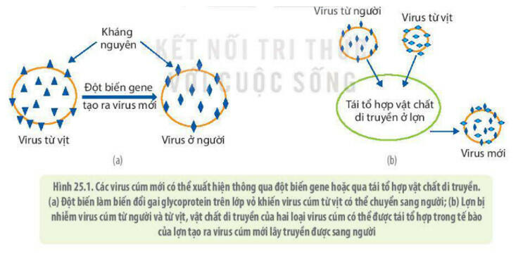 Sách mới Lý thuyết Sinh học 10 Bài 25 Kết nối tri thức: Một số bệnh do virus và các thành tựu nghiên cứu ứng dụng virus