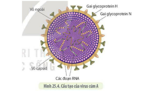 Sách mới Lý thuyết Sinh học 10 Bài 25 Kết nối tri thức: Một số bệnh do virus và các thành tựu nghiên cứu ứng dụng virus