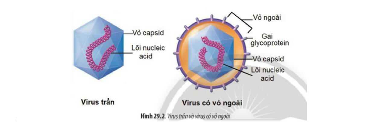 Sách mới Lý thuyết Sinh học 10 Bài 29 Chân trời sáng tạo: Virus
