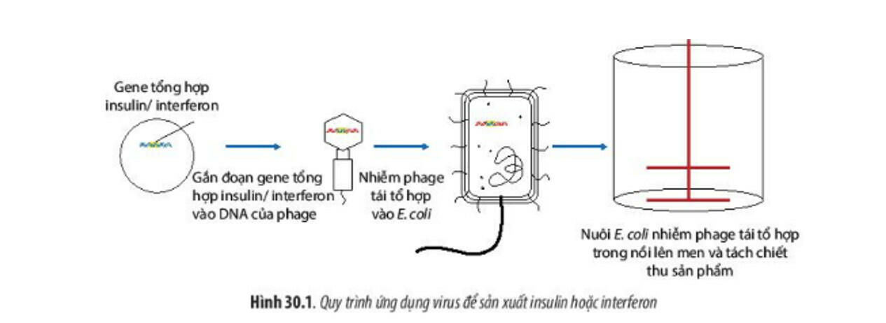 Sách mới Lý thuyết Sinh học 10 Bài 30 Chân trời sáng tạo: Ứng dụng của virus trong y học và thực tiễn