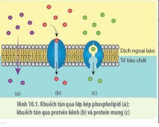 Sách mới Lý thuyết Sinh học 10 Bài 9 Cánh diều: Trao đổi chất qua màng sinh chất