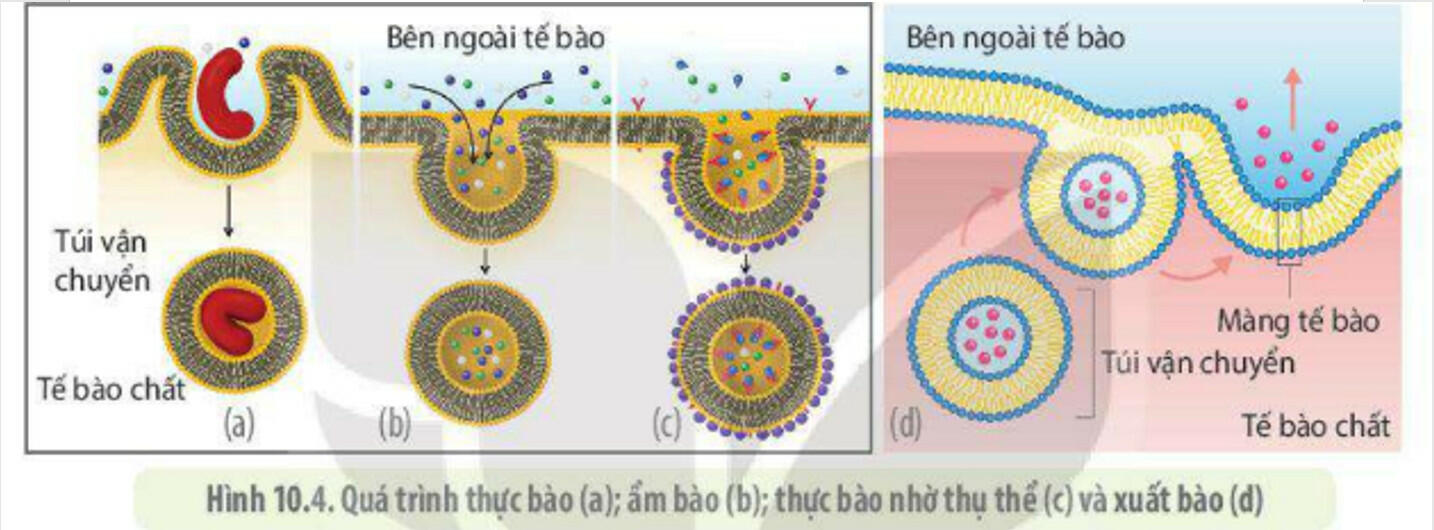 Sách mới Lý thuyết Sinh học 10 Bài 9 Diều: Trao đổi chất qua màng sinh chất
