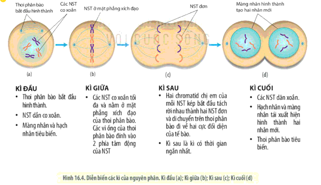 Sách mới Sơ đồ tư duy Sinh 10 Bài 16 Kết nối TT: Chu kì của tế bào và nguyên phân