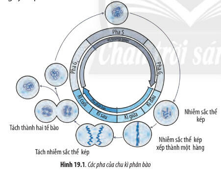 Soạn Sinh 10 bài 19 CTST: Quá trình phân bào