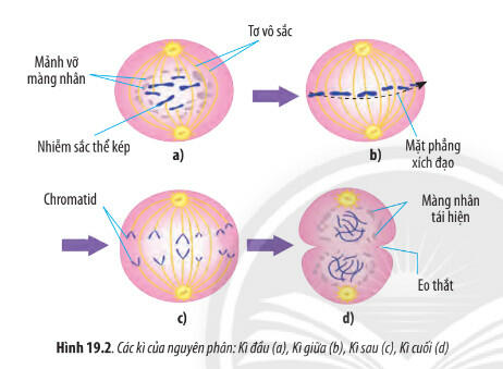 Soạn Sinh 10 bài 19 CTST: Quá trình phân bào