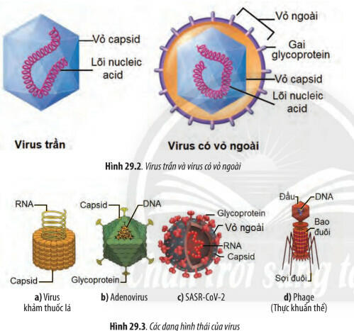 Soạn Sinh 10 bài 29 CTST: Virus