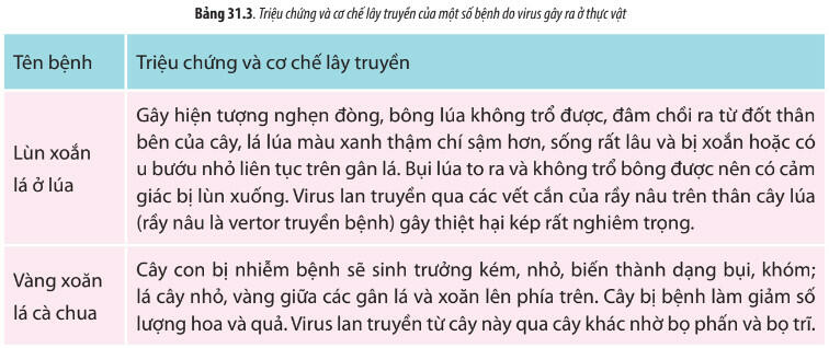 Soạn Sinh 10 bài 31 CTST: Virus gây bệnh