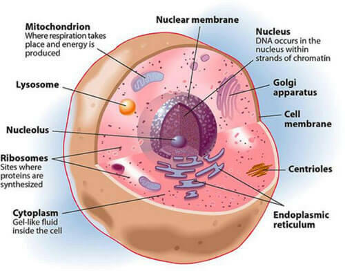 [Sách mới] Trắc nghiệm Sinh học 10 Bài Bài 4 Cánh diều: Khái quát về tế bào