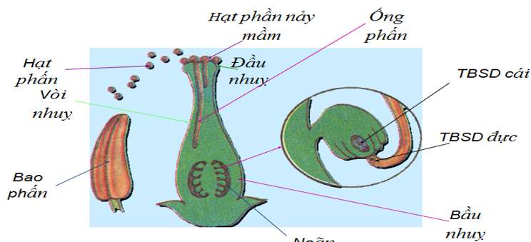 [CHUẨN NHẤT] Sau khi thụ tinh bầu nhụy của hoa sẽ biến đổi và phát triển thành