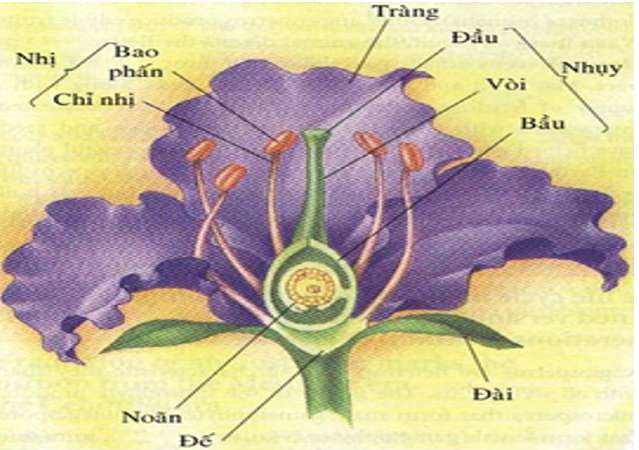 [CHUẨN NHẤT] Sau khi thụ tinh bầu nhụy của hoa sẽ biến đổi và phát triển thành (ảnh 2)