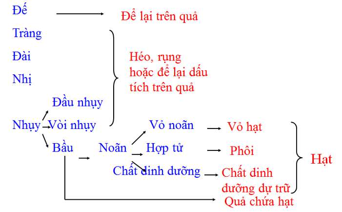 [CHUẨN NHẤT] Sau khi thụ tinh bầu nhụy của hoa sẽ biến đổi và phát triển thành (ảnh 3)