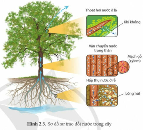 Nitrate và ammonium được biến đổi trong cây như thế nào?