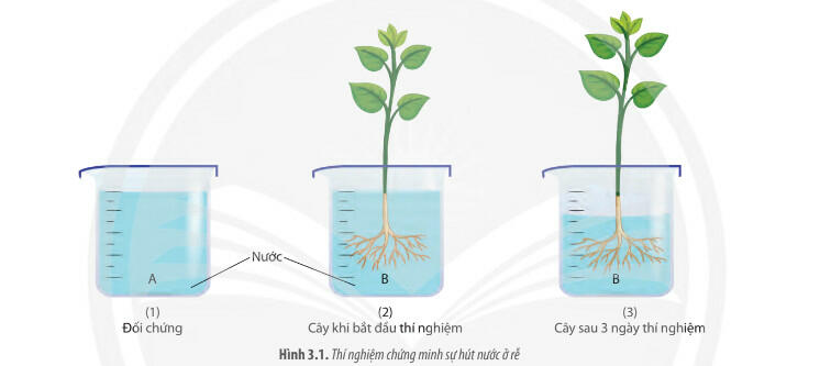 Soạn Sinh học 11 Chân trời sáng tạo Bài 3: Thực hành: Thí nghiệm trao đổi nước ở thực vật và trồng cây bằng thủy canh, khí canh trang 23, 28