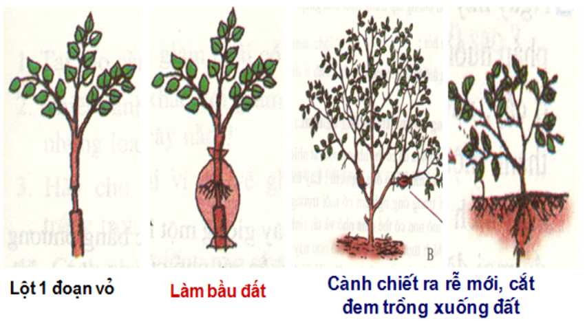 [CHUẨN NHẤT]    Sinh sản vô tính ở thực vật là cây non được sinh ra với tính trạng (hình 2)