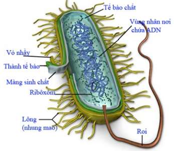 [CHUẨN NHẤT]    Prokaryote là gì?