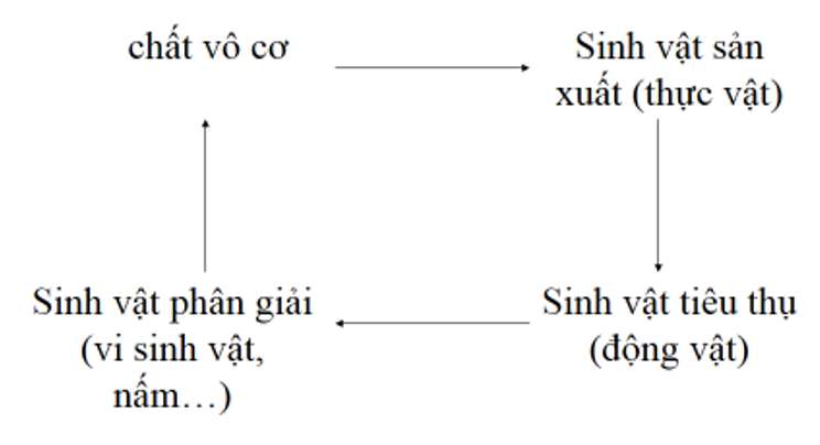 [ĐÚNG NHẤT] Sinh vật tiêu thụ là gì? (ảnh 5)