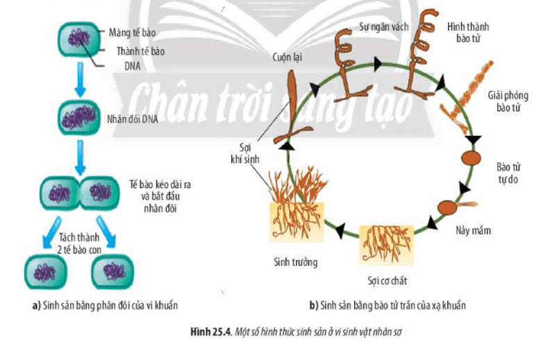 Sơ đồ các hình thức sinh sản của vi sinh vật