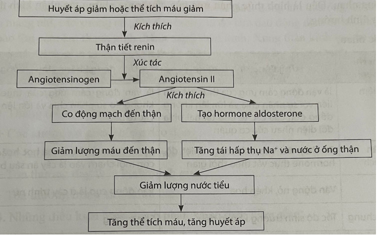 Sơ đồ cơ chế điều hòa huyết áp