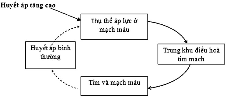 Sơ đồ cơ chế điều hòa huyết áp