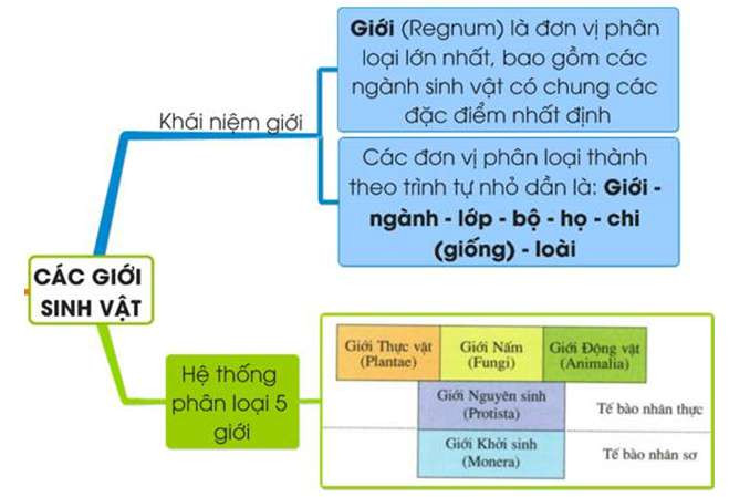 Sơ đồ hệ thống 5 giới sinh vật
