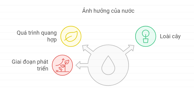 Nêu ảnh hưởng của nước đến quá trình quang hợp của cây xanh