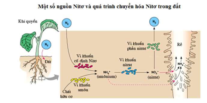 Sơ đồ quá trình chuyển hóa nitơ trong đất