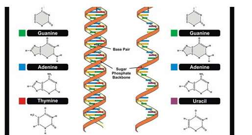 Sơ đồ thể hiện vai trò và quan hệ protein với axit nucleic là