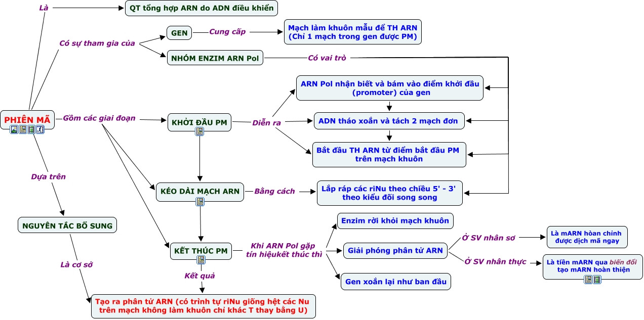 Sơ đồ tư duy phiên mã, dịch mã