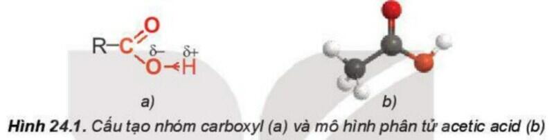 Một số hình ảnh nổi bật về Carboxylic Acid