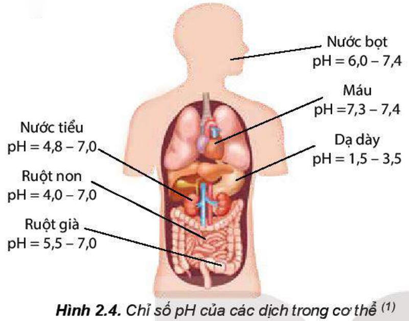 Một số hình ảnh nổi bật về cân bằng trong dung dịch nước