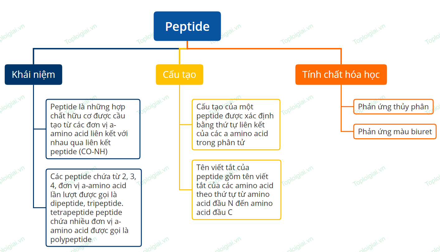 Sơ đồ tư duy Hóa học 12 KNTT bài 9: Amino acid và peptide