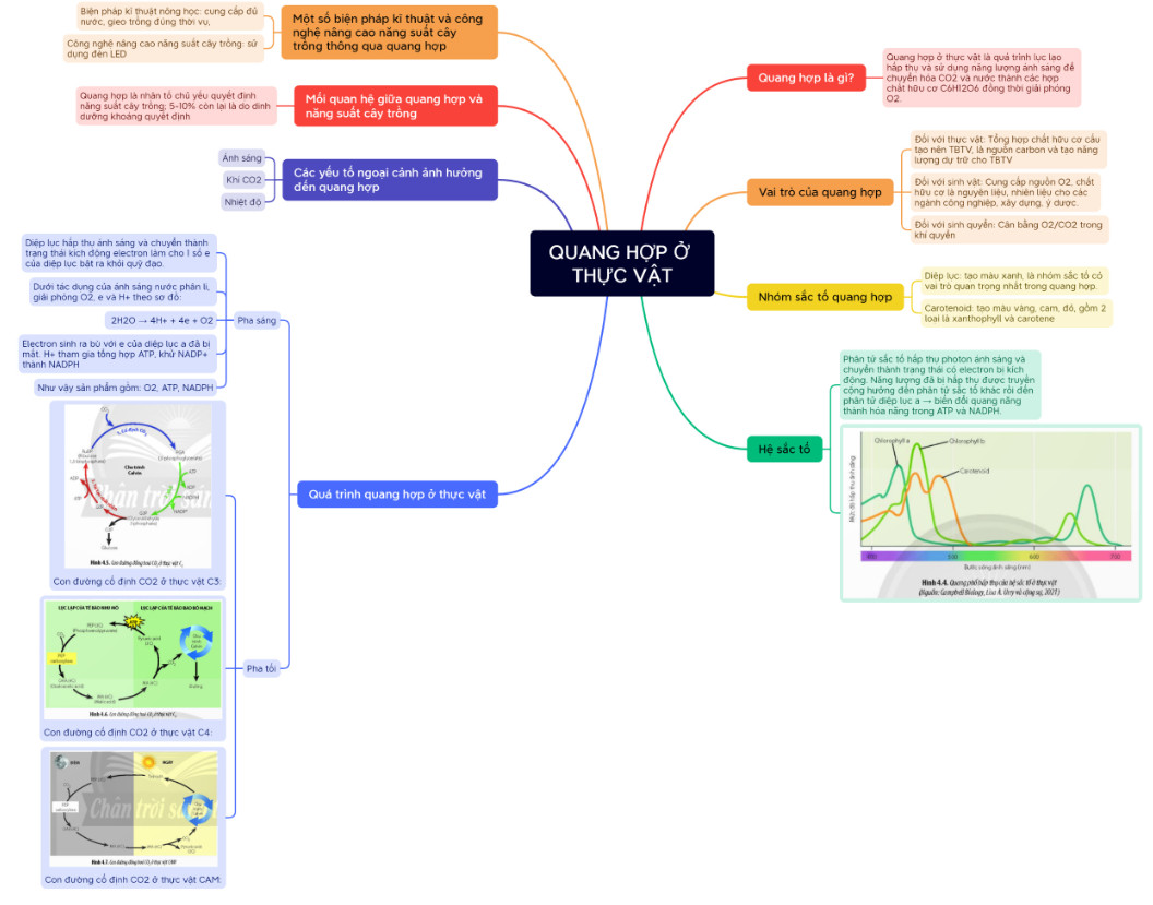 Sơ đồ tư duy Quang hợp ở thực vật