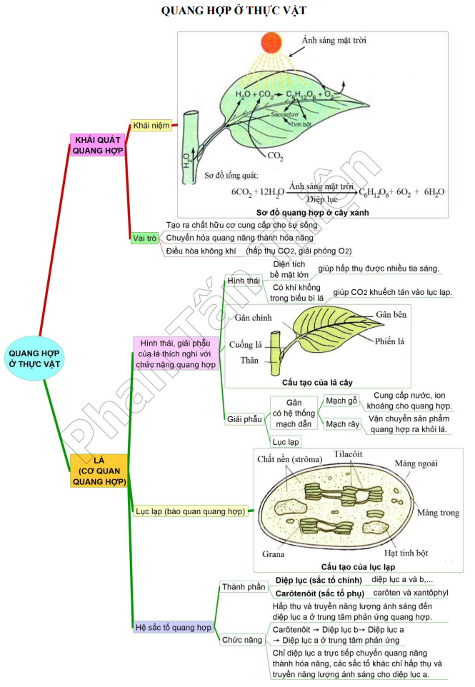 Sơ đồ tư duy Quang hợp ở thực vật