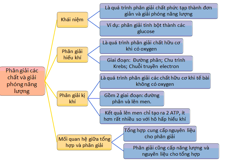 Sơ đồ tư duy Sinh 10 Bài 16: Phân giải các chất và giải phóng năng lượng