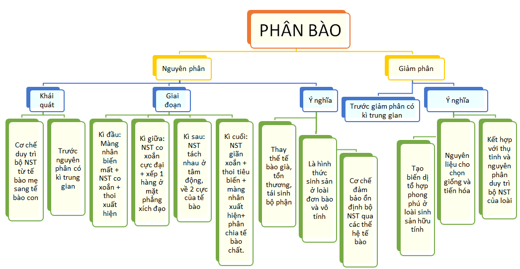 Sơ đồ tư duy Sinh 10 Bài 19 ngắn gọn Chân trời sáng tạo