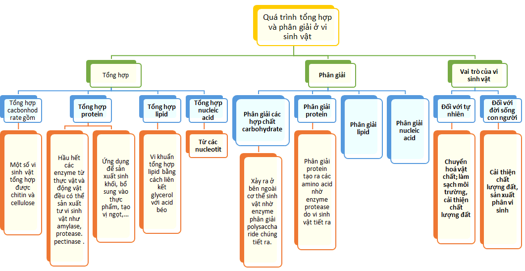 Sơ đồ tư duy Sinh 10 Bài 24: Quá trình tổng hợp và phân giải ở vi sinh vật