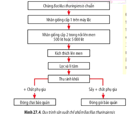 Sơ đồ tư duy Sinh 10 Bài 27 ngắn gọn Chân trời sáng tạo