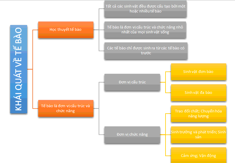 Sơ đồ tư duy Sinh 10 Bài 4: Khái quát về tế bào