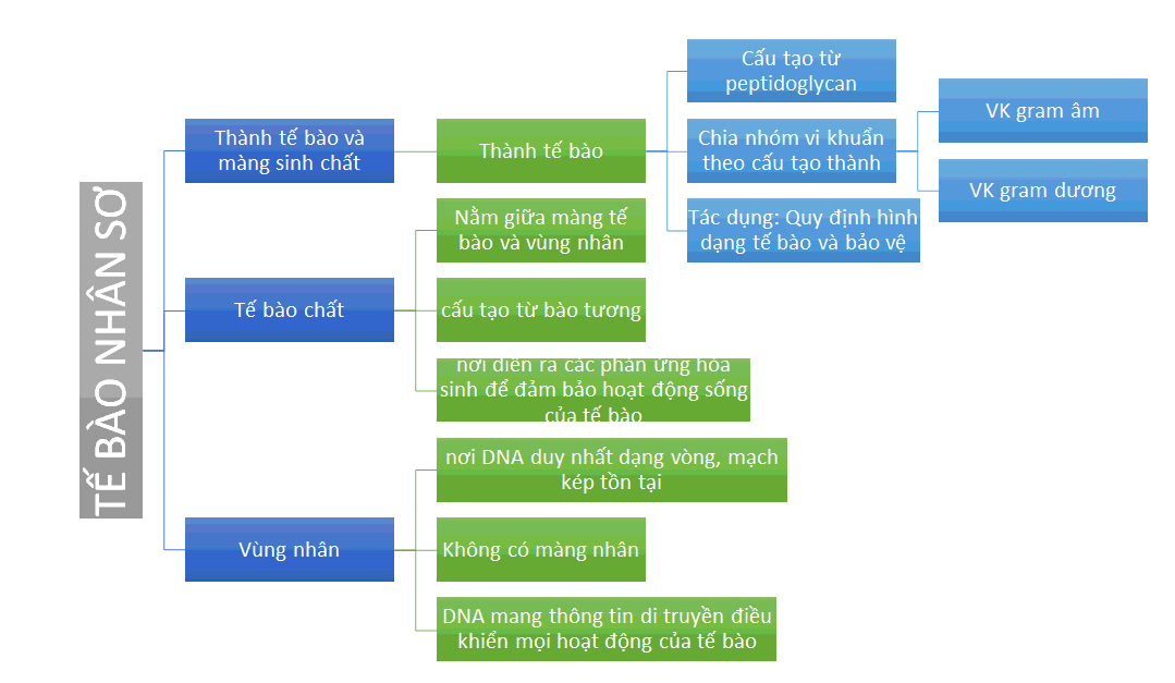 Sơ đồ tư duy Sinh 10  Bài 8: Tế bào nhân sơ 