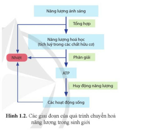 Một số hình ảnh về trao đổi chất và chuyển hóa năng lượng ở sinh vật
