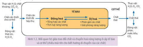 Một số hình ảnh về trao đổi chất và chuyển hóa năng lượng ở sinh vật