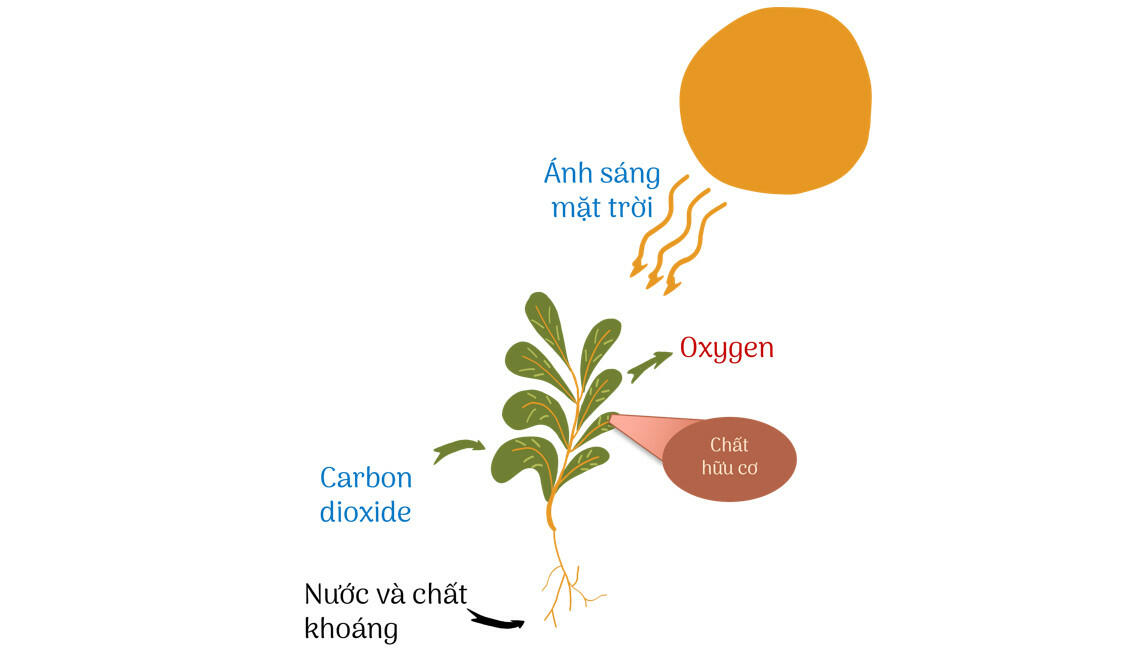 Một số hình ảnh về trao đổi chất và chuyển hóa năng lượng ở sinh vật