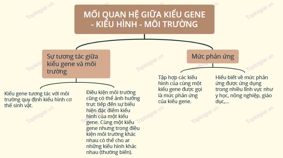 Sơ đồ tư duy Sinh học 12 Bài 10: Mối quan hệ giữa kiểu gene - kiểu hình - môi trường