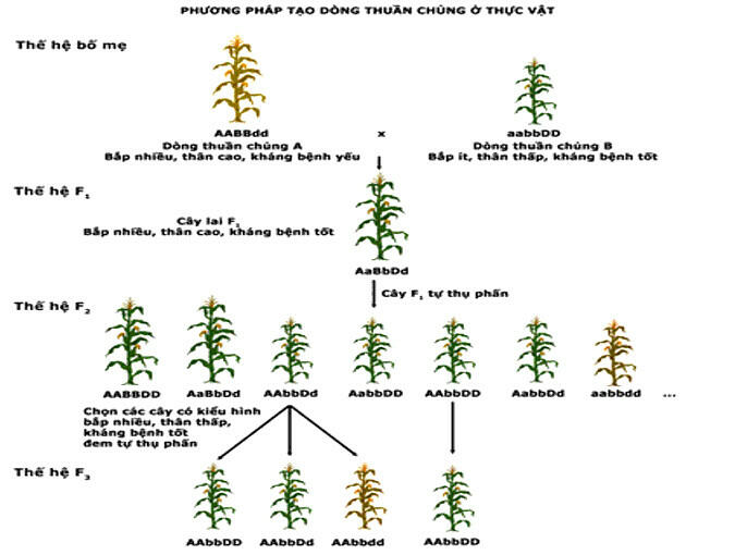 Sơ đồ tư duy Sinh học 12 Bài 18: Chọn giống vật nuôi và cây trồng dựa trên nguồn biến dị tổ hợp